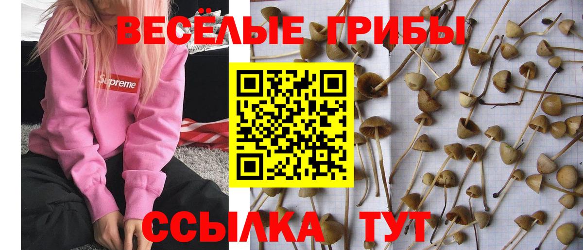 Псилоцибиновые грибы мицелий Элиста
